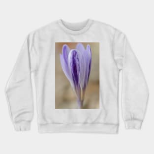 Crocus cancellatus subspecies cancellatus  Autumn flowering crocus Crewneck Sweatshirt